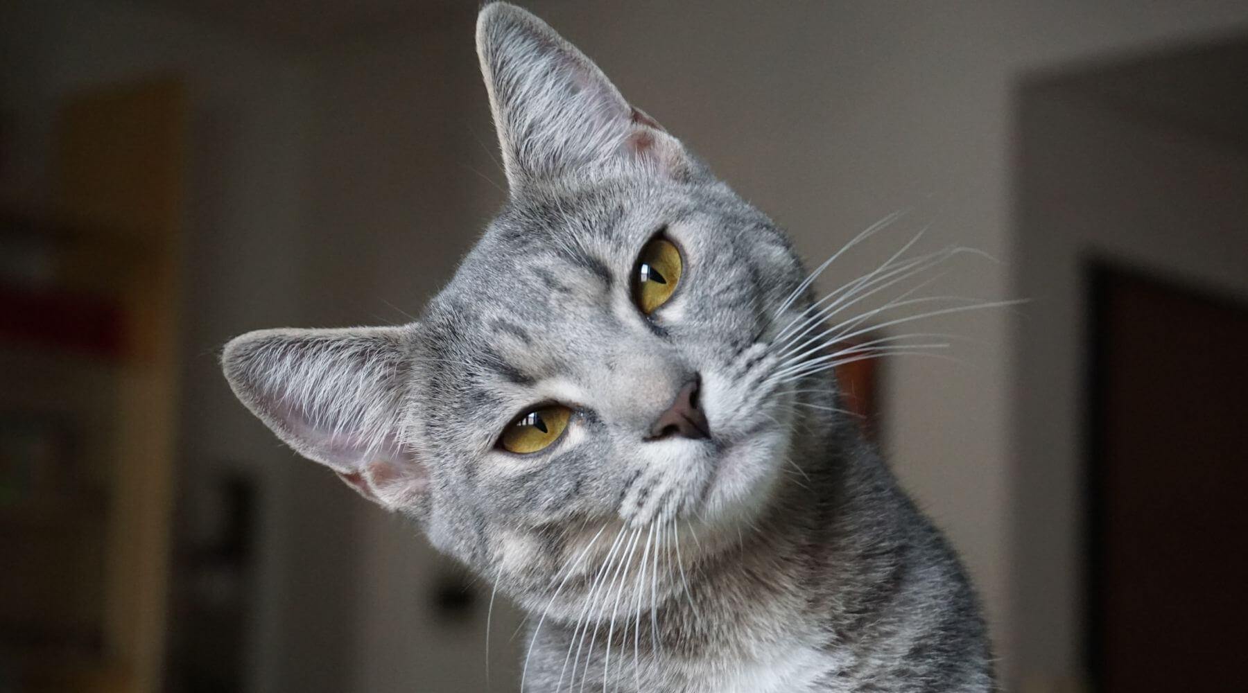 Do air filters help with cat allergies