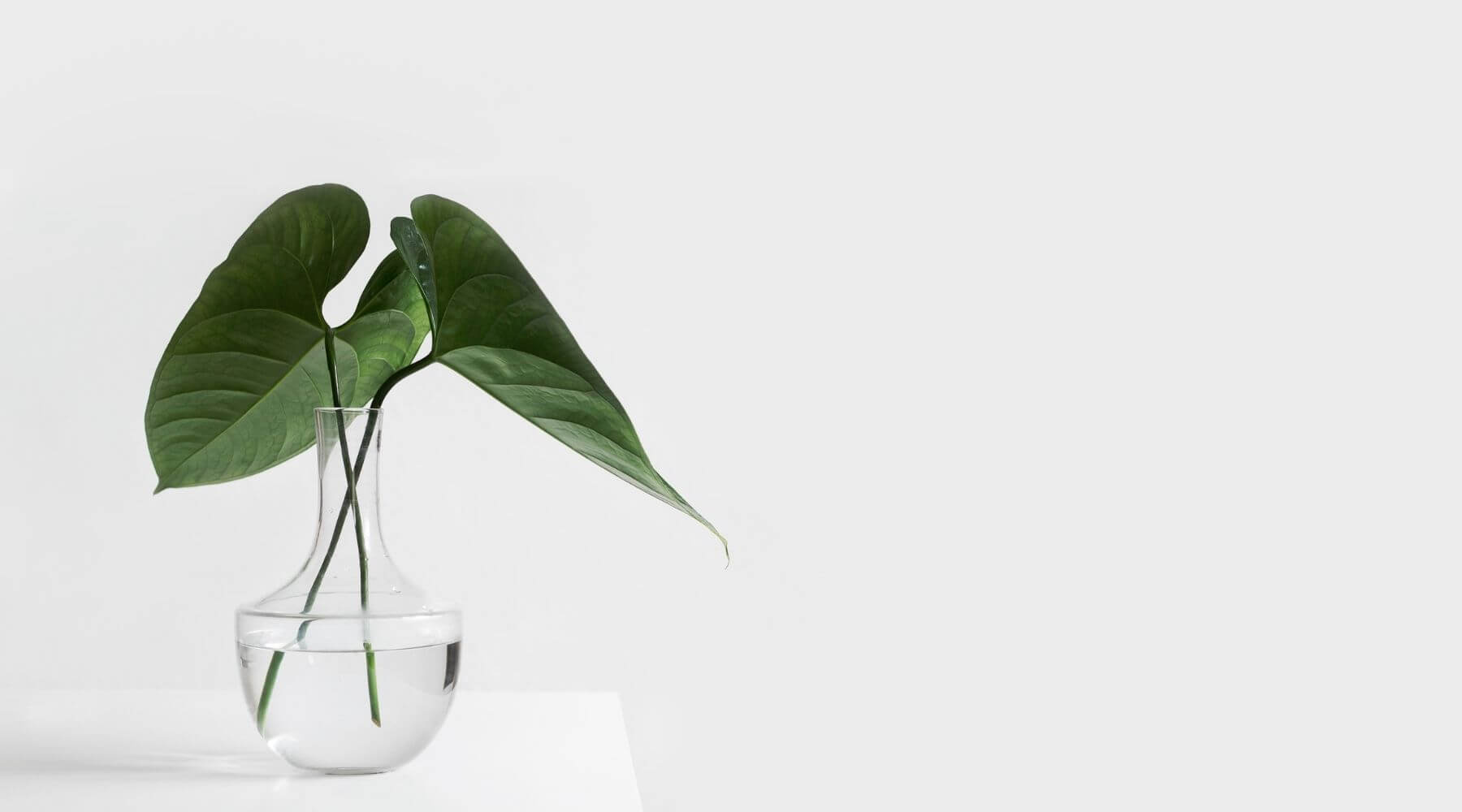 What is the difference between diffuser and humidifier? Diffuser vs humidifier – which to buy