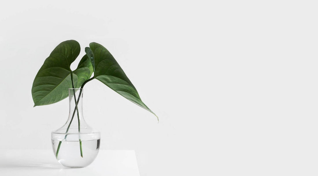 What is the difference between diffuser and humidifier? Diffuser vs humidifier – which to buy 