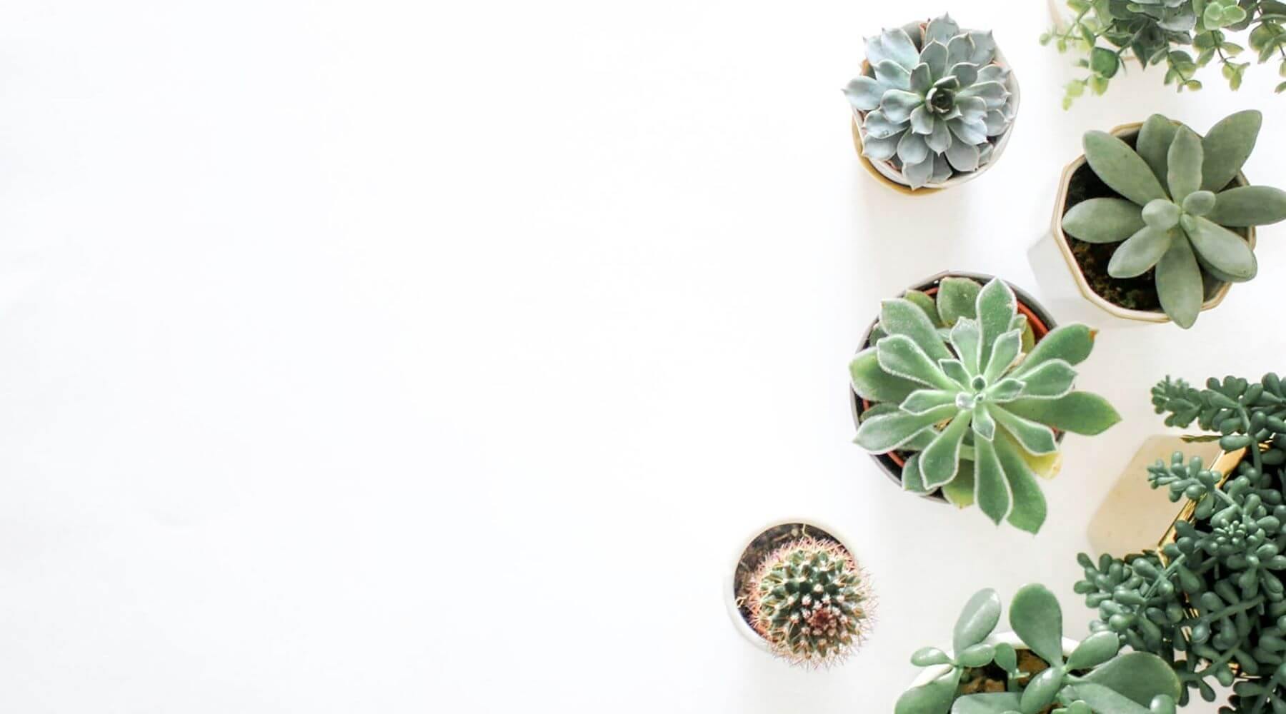 40 good gifts for plant lovers 